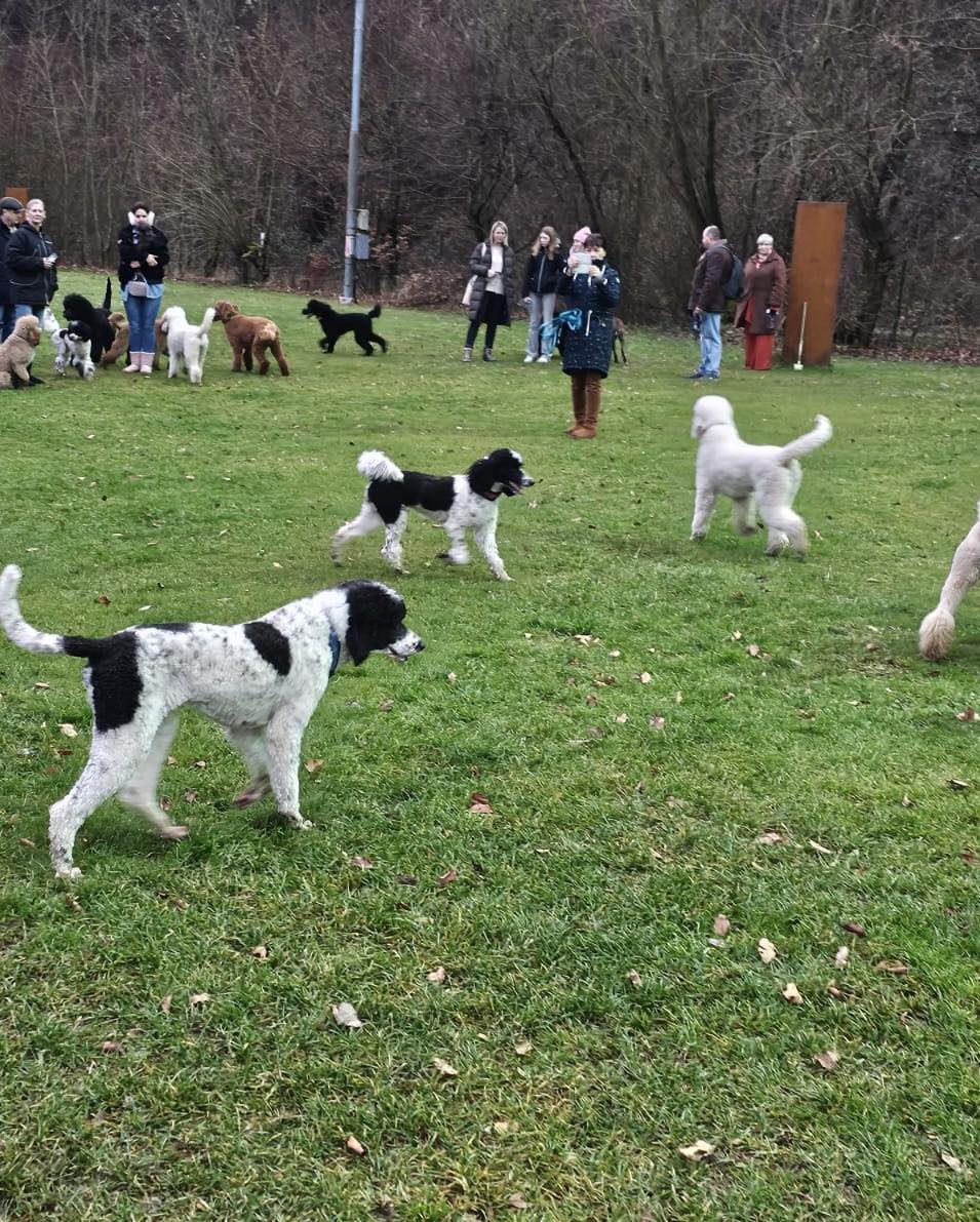 596631294_122111129157093196_2662813114217857796_n